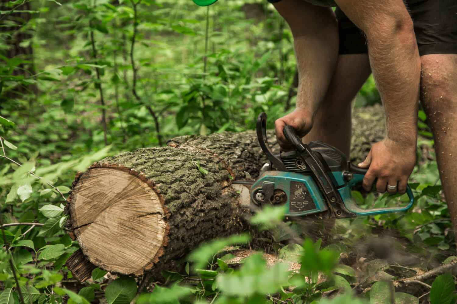 Best Tree Disease Treatment  in Kittredge, CO